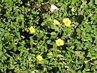 Helianthemum Nummularium, fam. Cistacees, Europe, S-O de l'Asie (3) (Photo F. Mrugala)